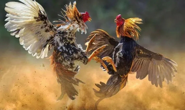 Trận đấu đá gà 2Bong88 kịch tính, hấp dẫn người xem