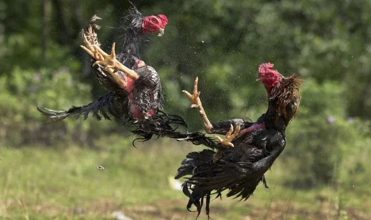 Đá Gà GA28 Tại 2Bong88