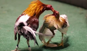 Đá Gà WS168 Tại 2Bong88