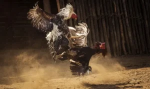 Đá Gà Sabong Tại 2Bong88