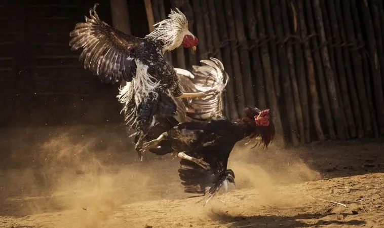 Tuyệt Chiêu Cách Chơi Đá Gà Sabong Tại 2Bong88 Thắng Lớn Mỗi Ngày 1 Đá Gà Sabong Tại 2Bong88